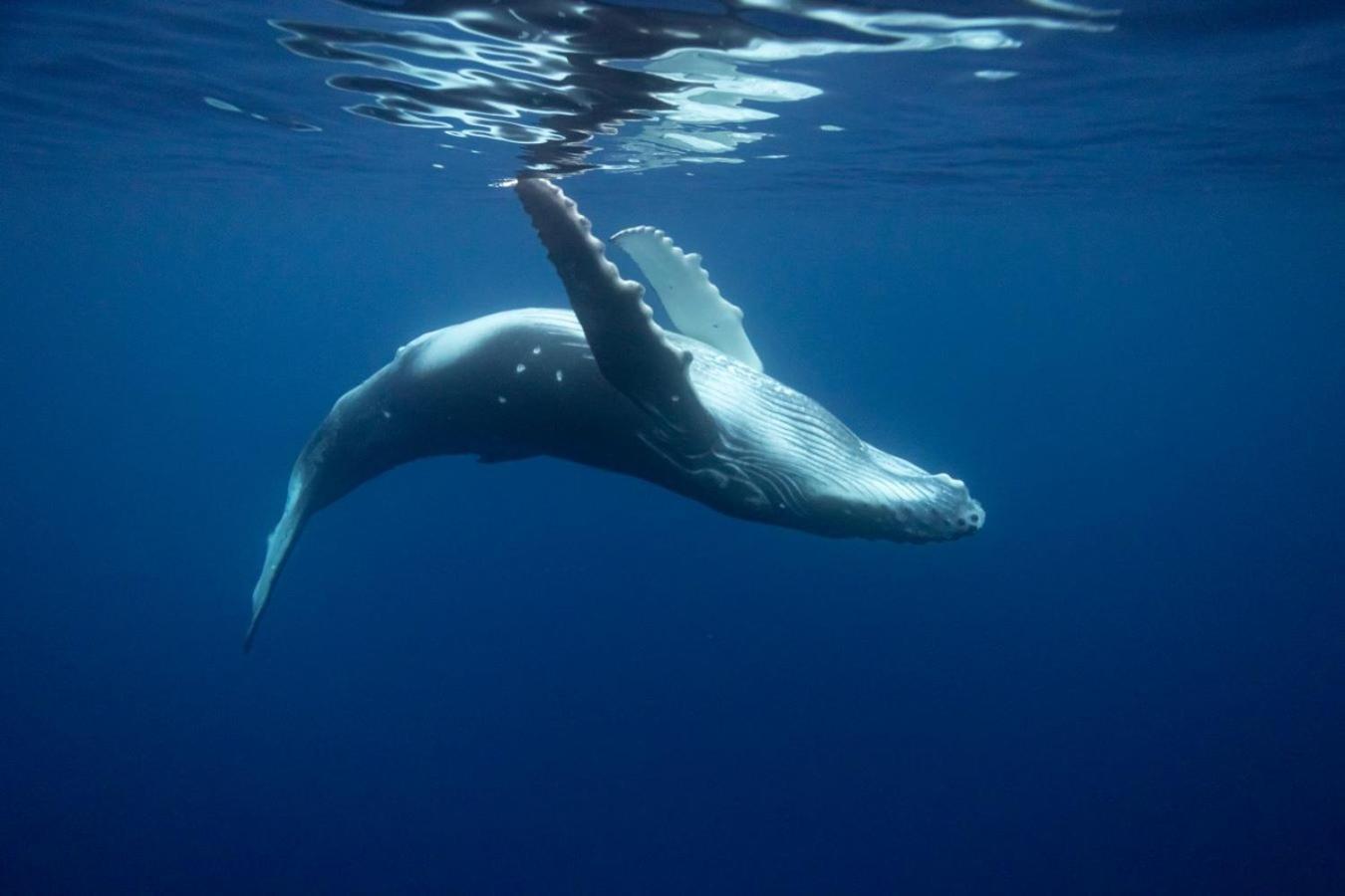 Maui Homestay Vue Ocean Exceptionnelle & Baleines En Saison Tohautu Ngoại thất bức ảnh